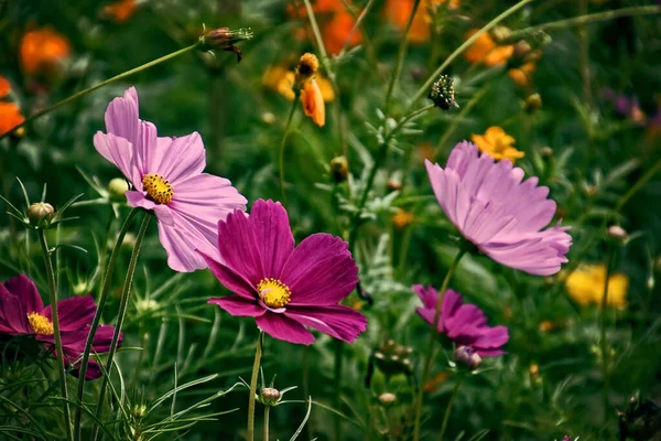 Belles Petites Fleurs Été Poussant Dans Jardin Parmi Fond Feuillage — Photo