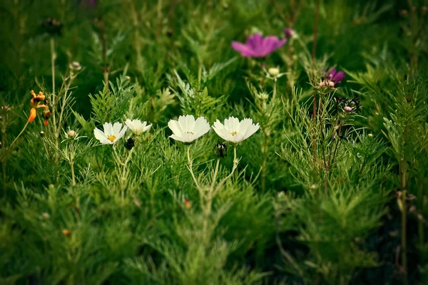 Belles Petites Fleurs Été Poussant Dans Jardin Parmi Fond Feuillage — Photo