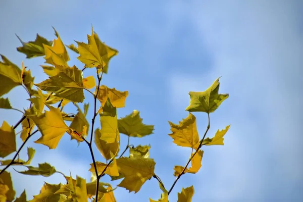 Vackra Höstgula Löv Ett Träd Vacker Varm Höstdag — Stockfoto