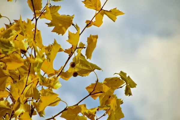 Vackra Höstgula Löv Ett Träd Vacker Varm Höstdag — Stockfoto