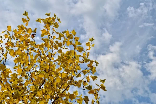 Piękny Jesienny Złoty Żółty Liście Drzewie Piękny Ciepły Jesienny Dzień — Zdjęcie stockowe