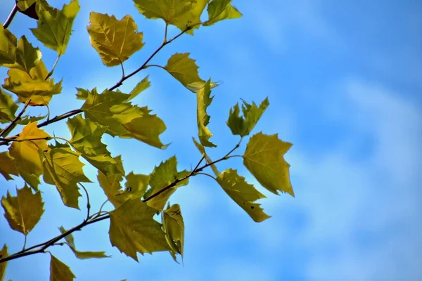 Piękny Jesienny Złoty Żółty Liście Drzewie Piękny Ciepły Jesienny Dzień — Zdjęcie stockowe