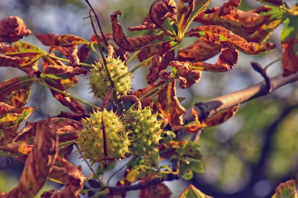 Красиві Каштани Шипами Ростуть Дереві Осінній День Світла — стокове фото