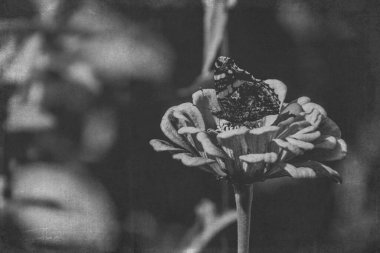 Bahçede güzel bir yaz çiçeği ılık güneşin altında yeşil yaprakların üzerinde bir kelebek