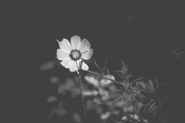 Bahçede yetişen güzel, küçük yaz çiçekleri yeşil arka planda sıcak bir günde