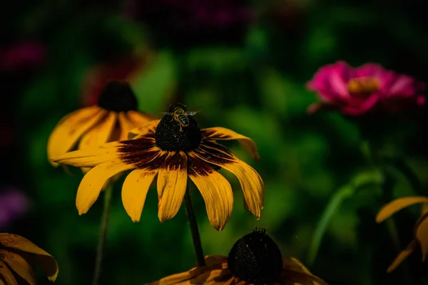 Gyönyörű Sárga Virágok Kertben Meleg Nyári Napon — Stock Fotó