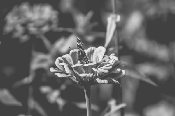 Красивый Летний Цветок Саду Теплым Солнцем Бабочкой Фоне Зеленых Листьев — стоковое фото
