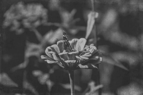 Красива Літня Квітка Саду Тепле Сонце Метеликом Фоні Зеленого Листя — стокове фото