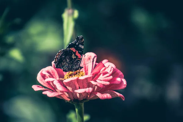 beautiful summer flower in the garden in the warm sun with a butterfly on a background of green leaves