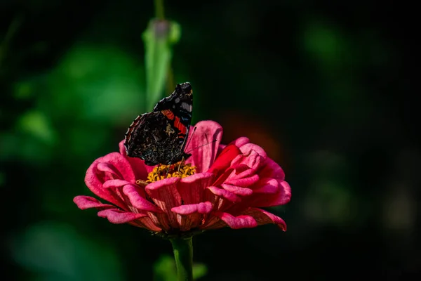 Hermosa Flor Verano Jardín Sol Caliente Con Una Mariposa Sobre —  Fotos de Stock