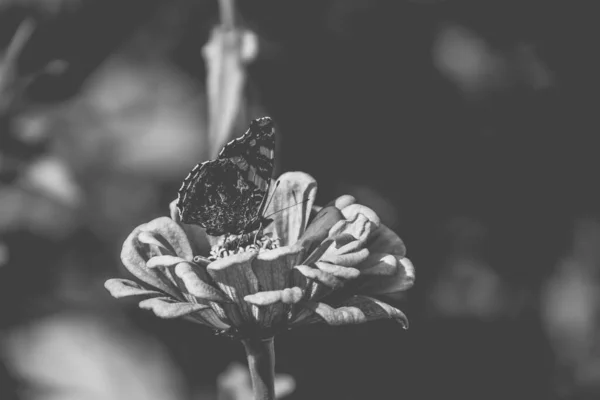 Piękny Letni Kwiat Ogrodzie Ciepłym Słońcu Motylem Tle Zielonych Liści — Zdjęcie stockowe