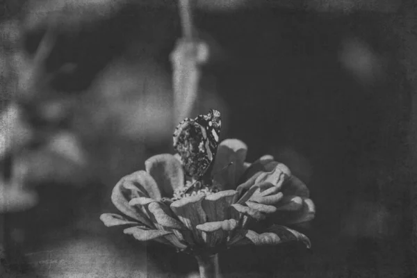 Belle Fleur Été Dans Jardin Soleil Chaud Avec Papillon Sur — Photo