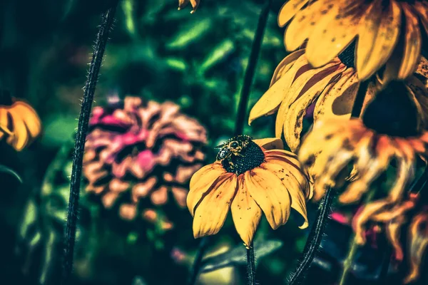 여름철 정원에 아름다운 — 스톡 사진