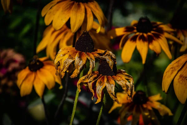 Mooie Gele Bloemen Tuin Warme Zomerzon — Stockfoto