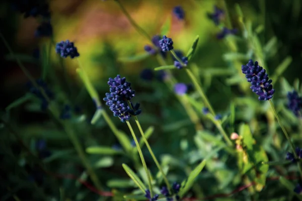 Schöne Lila Sommerlavendelblüten Garten Zwischen Grünen Blättern Einem Warmen Sonnigen — Stockfoto