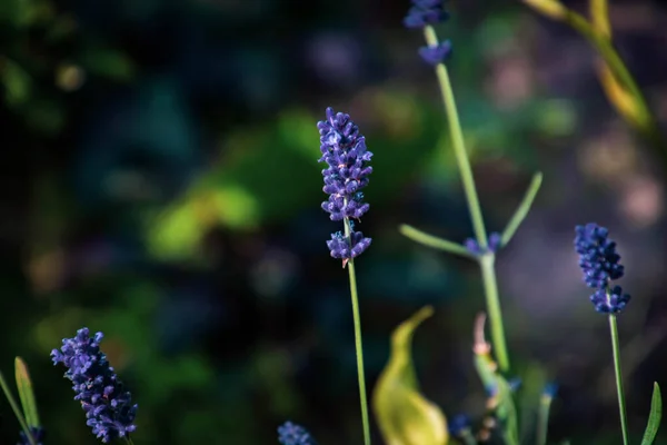Belles Fleurs Violettes Lavande Été Dans Jardin Parmi Les Feuilles — Photo