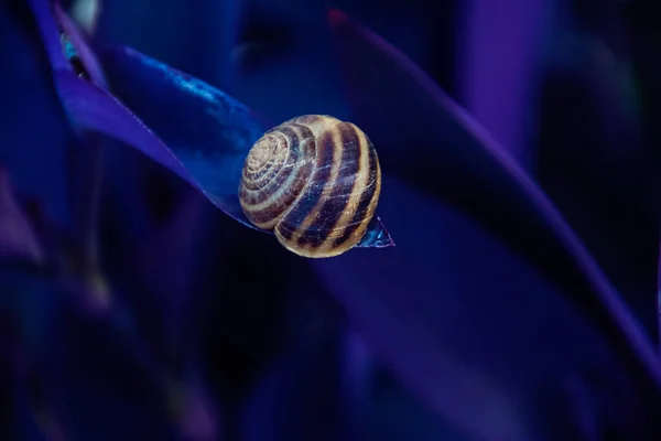 睡在紫色原生植物上的带条纹壳中的小蜗牛 作为背景 — 图库照片