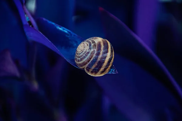 Small Snail Striped Shell Sleeping Original Purple Plant Making Background — Stock Photo, Image