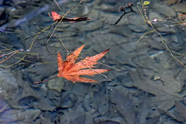 Hermosa Hoja Color Otoño Acostado Agua Fría Limpia — Foto de Stock