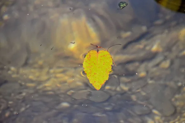 Bela Folha Outono Colorido Deitado Água Fria Limpa — Fotografia de Stock