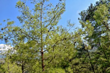 Bir yaz günü yeşil ormanlarla kaplı Türk dağlarının güzel manzarası,