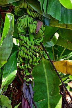 Güzel, yeşil, hala sıcak güneşin altında çayırlarda yetişen muzlar.
