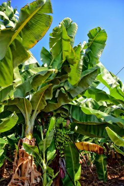 Güzel, yeşil, hala sıcak güneşin altında çayırlarda yetişen muzlar.