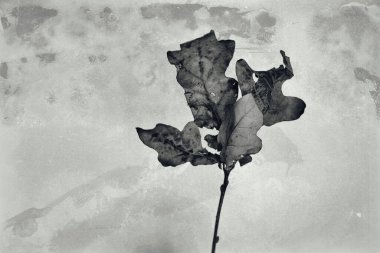 Güzel sonbahar, arka planda doğal altın meşe yaprağı