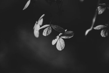 Karanlık bir sonbahar bahçesinde unutulmuş güzel kahverengi çiçekler.