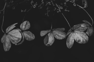 Karanlık bir sonbahar bahçesinde unutulmuş güzel kahverengi çiçekler.