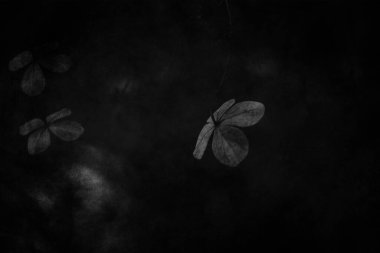 Karanlık bir sonbahar bahçesinde unutulmuş güzel kahverengi çiçekler.