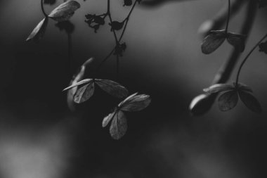 Karanlık bir sonbahar bahçesinde unutulmuş güzel kahverengi çiçekler.