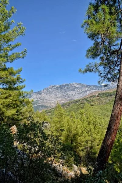 여름철의 아름다운 산들이 숲으로 뒤덮인 — 스톡 사진