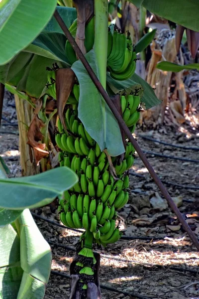 Hermoso Verde Plátanos Todavía Creciendo Prado Sol Caliente —  Fotos de Stock