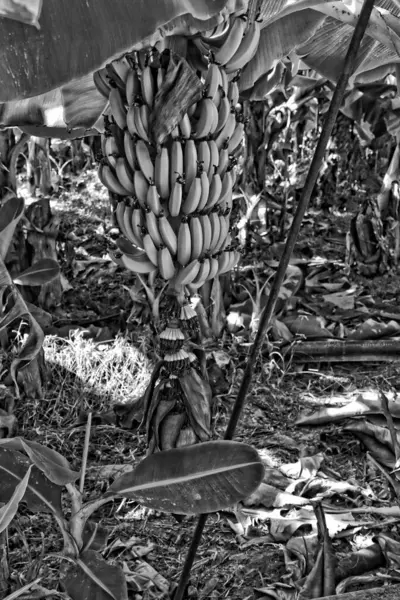 Schöne Grüne Immer Noch Bananen Die Auf Der Wiese Der — Stockfoto