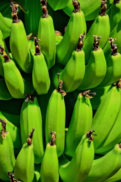 Hermoso Verde Plátanos Todavía Creciendo Prado Sol Caliente —  Fotos de Stock