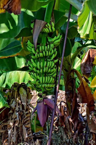 Hermoso Verde Plátanos Todavía Creciendo Prado Sol Caliente —  Fotos de Stock