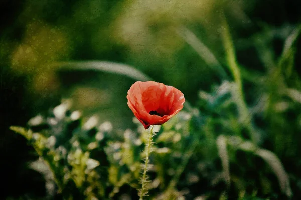 Hermoso Rojo Delicada Amapola Verano Sobre Fondo Pradera Verde —  Fotos de Stock