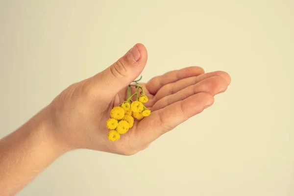 Красивый Маленький Оригинальный Желтый Цветок Хранится Руке Ребенка Светлом Фоне — стоковое фото