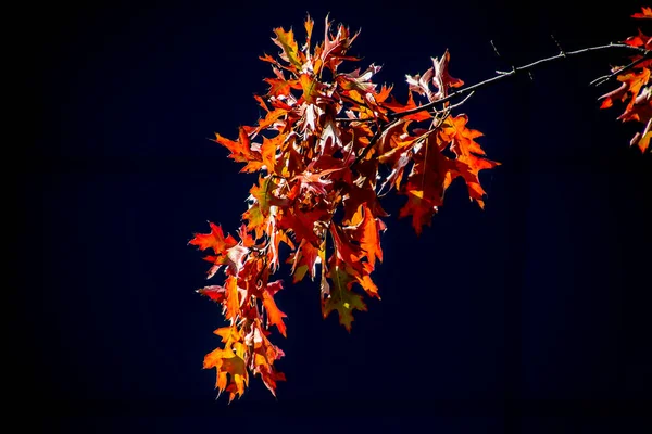 Mooie Rode Eiken Bladeren Warme Herfstzon Een Zwarte Gladde Achtergrond — Stockfoto