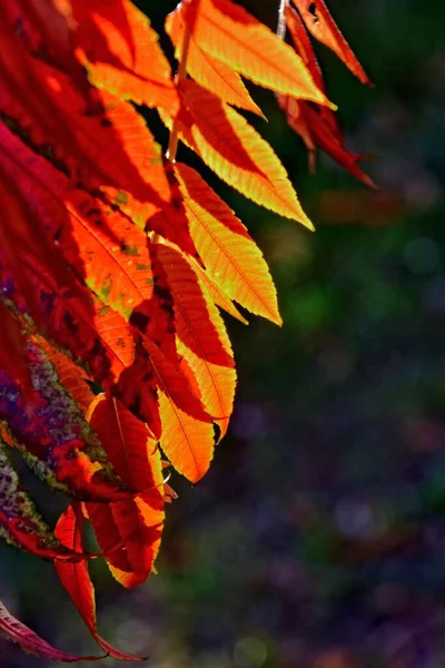 Belles Feuilles Rouges Formant Fond Automne Intéressant Original Par Une — Photo