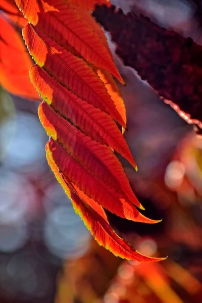 Beautiful Red Leaves Forming Interesting Original Autumn Background Sunny Day — Stock Photo, Image