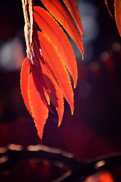 Beautiful Red Leaves Forming Interesting Original Autumn Background Sunny Day — Stock Photo, Image