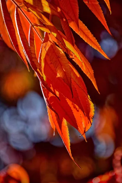 晴れた日には美しい紅葉が面白くて独創的な秋の背景を形成します — ストック写真