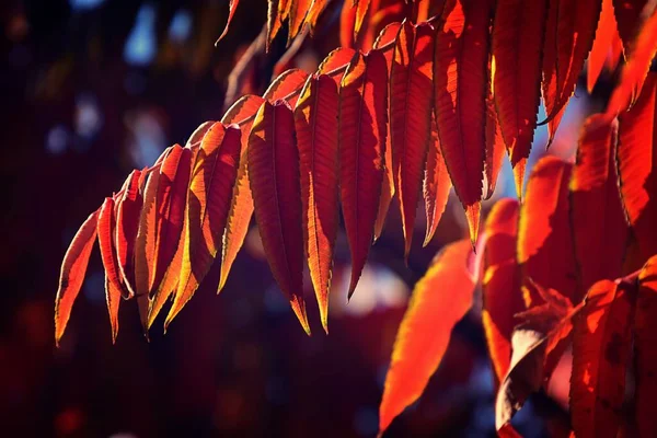 Güzel Kırmızı Yapraklar Güneşli Bir Günde Ilginç Orjinal Bir Sonbahar — Stok fotoğraf