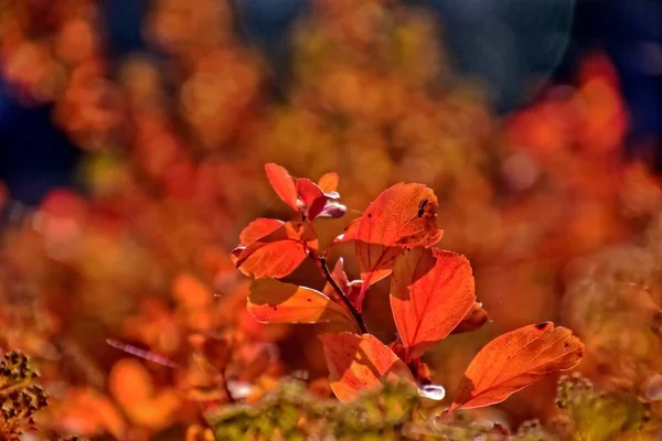 Beautiful Red Leaves Forming Interesting Original Autumn Background Sunny Day — Stock Photo, Image