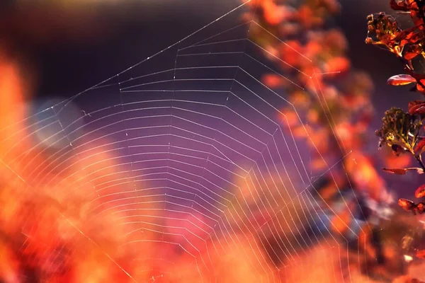 Belles Feuilles Rouges Formant Fond Automne Intéressant Original Par Une — Photo