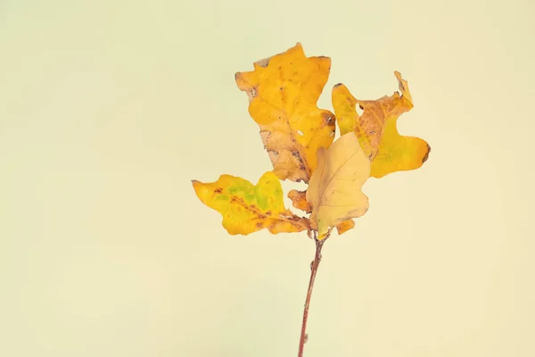 Piękna Jesień Naturalny Złoty Liść Dębu Tle — Zdjęcie stockowe