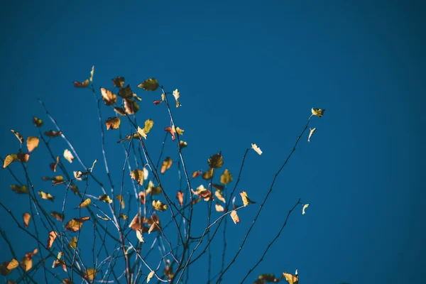 Piękne Małe Żółte Złote Liście Jesiennych Gałęziach Drzew Przeciwko Błękitnemu — Zdjęcie stockowe
