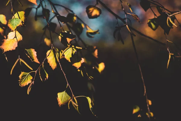 Schöne Gelbgold Birkenblätter Auf Einem Herbstlichen Braunen Natürlichen Hintergrund — Stockfoto